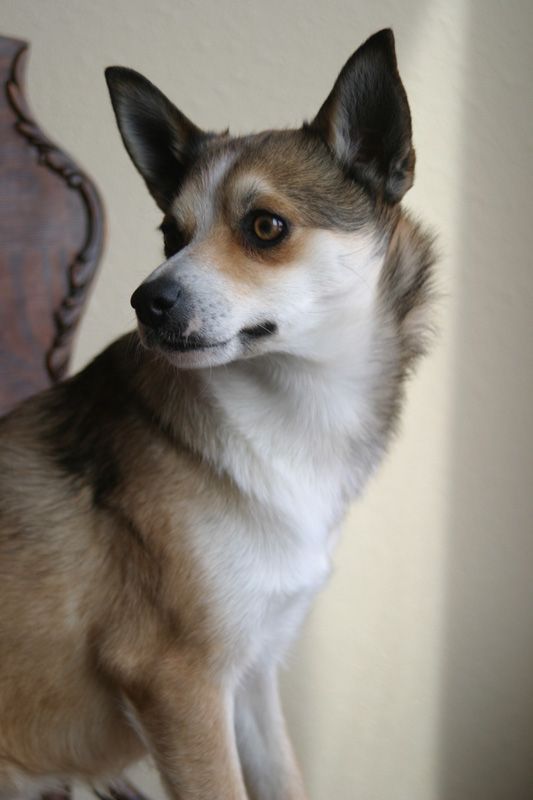 The Norwegian Lundehund is considered an ancient breed, although experts have never been able to ...