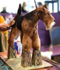 When acquiring a breed for home keeping, you should not give in to its hunting past: Welsh terri ...