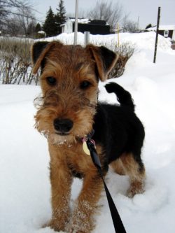 The true Welsh Terrier has its own vision of any everyday situation and its own system of judgme ...