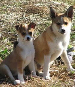 Today, puffin hunting with dogs is officially prohibited in Norway. Therefore, Lundehund is born ...