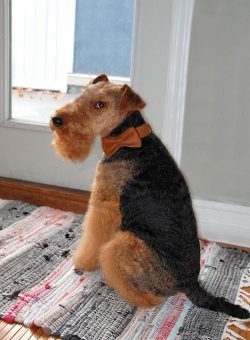 The breed cannot imagine life without close contact with the owner. To be more precise, the Wels ...