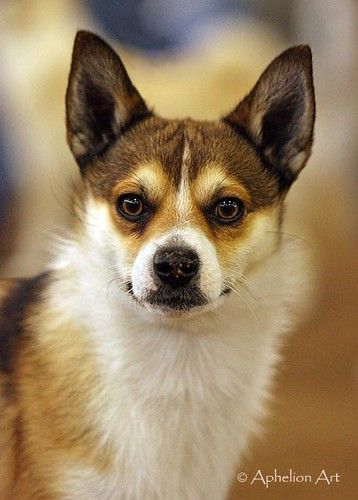 Lundehund’s attitude towards animals in the house depends entirely on the upbringing of th ...