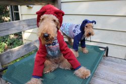 The Welsh Terrier loves to arrange tough showdowns with creatures even slightly inferior to him  ...