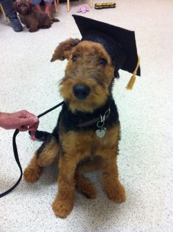 A modern purebred Welsh Terrier is almost always a gamer. 