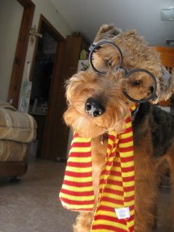 Upon returning home, the shaggy Meteor will continue to demand a new portion of entertainment. 