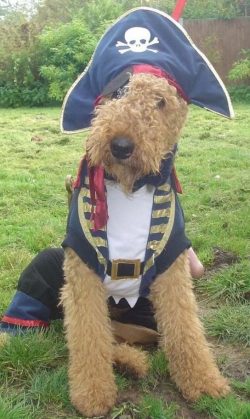 The Internet is full of funny videos, the heroes of which are terriers, including coffee makers, ...