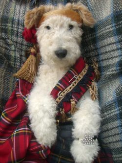 The main thing is that the four-legged prankster does not see through the trick and does not gue ...