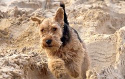 Positive incentives can work wonders too. Welsh terriers are susceptible to praise, and they are ...