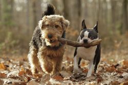 For example, if the dog decided to grumble in response to demands or after the command “Si ...