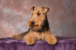 In general, with age, Welsh terriers quickly realize that it is more convenient to satisfy their ...