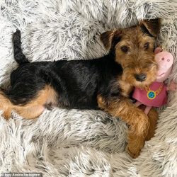 It is better to train your pet in the ring in secluded places where there are no dogs and other  ...