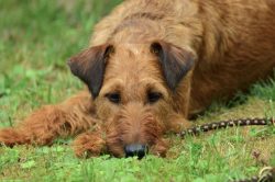 A Welsh terrier puppy is a small energizer with an unquenchable passion for pranks and destructi ...