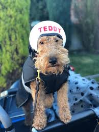 Remember that Welsh Terriers react very violently to even a minor provocation from four-legged p ...