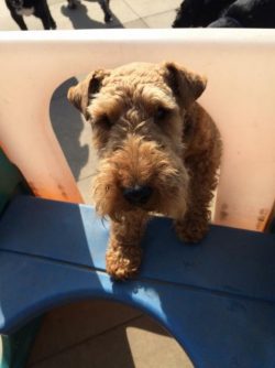 The Welsh Terrier is extremely jumpy, not to mention that this comrade manages to dig under the  ...