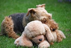 Conditional molting is something that happens to Welsh terriers twice a year. The breed does not ...