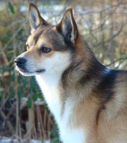 These dogs are very affectionate and friendly. They are active, mobile-like to be outdoors, run  ...