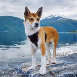 The Norwegian dead-end huskies have a hardy organism and strong immunity.