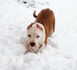 American Staffordshire Terriers are excellent defenders, and many owners train them specifically ...