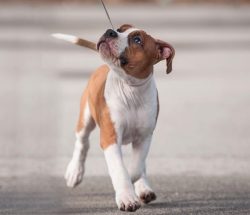 Amstaff can learn many commands, but the basic ones must be learned without fail. The owner shou ...