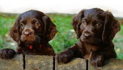The guarding qualities of the spaniel entirely depend on the upbringing of the dog: some represe ...