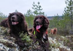 American Water Spaniel gets along well with other animals in the house. But at the same time, yo ...
