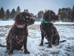 The thick, curly coat of the American Water Spaniel should be brushed every week. During molting ...