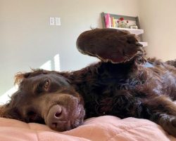 It is important to check your American Water Spaniel ears regularly. Like all animals with flopp ...