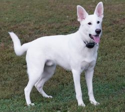 The White Swiss Shepherd Dog is the personification of beauty and friendliness.