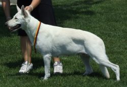 Gentle, attentive, understanding, with a wonderful disposition, she is an ideal companion and lo ...