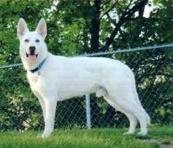 Outwardly, with the exception of color, it is similar to the German Shepherd Dog, but, unlike th ...