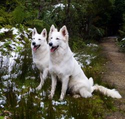 The dog is incredibly affectionate with all household members, extremely friendly to children. 