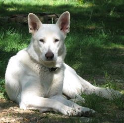 Shepherd dog treats strangers with restraint, does not like familiarity towards itself, but it w ...