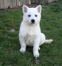 The Swiss Shepherd Dog has high intelligence, quick wit, very easy to train. 