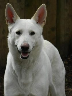 Representatives of this breed often serve in law enforcement agencies. 