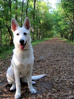 This beautiful, affectionate, good-natured dog with an impressive texture, unpretentious and har ...