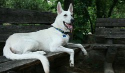 The love of white Swiss shepherd dogs for their owners is boundless, they need to know that clos ...