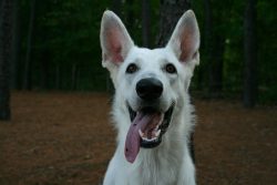 The beautiful legend that the breed of the white Swiss shepherd appeared due to the artificial c ...