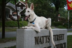 In fact, the breed was formed as a result of the systematic breeding of a certain type of German ...