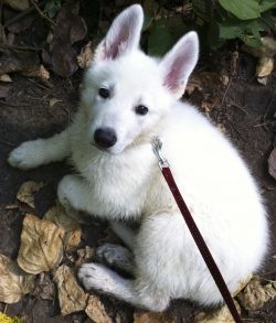 Already by the beginning of the twentieth century, the German Shepherd was not considered an ord ...