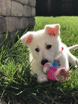 Meanwhile, overseas, in the USA and Canada, breeders continued breeding White German Shepherds,  ...
