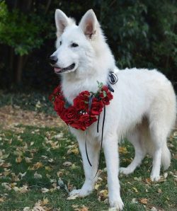 Spectacular snow-white dogs became more and more popular, often appearing on television and beco ...