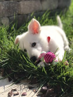 Since the 60s, many North American kennel clubs began breeding white shepherds as the original b ...