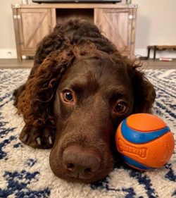 The American Water Spaniel are medium-sized dogs. Therefore, in a city apartment, they will feel ...