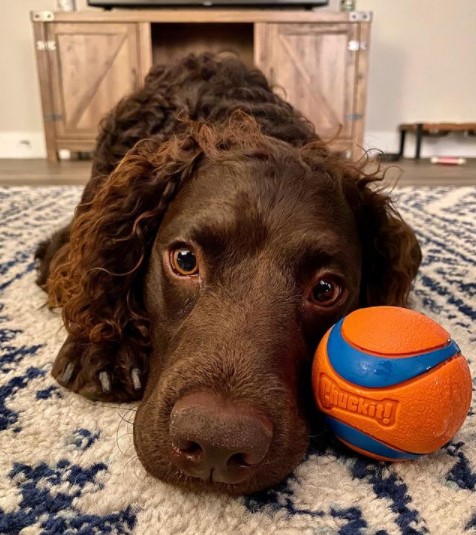 The American Water Spaniel are medium-sized dogs. Therefore, in a city apartment, they will feel ...