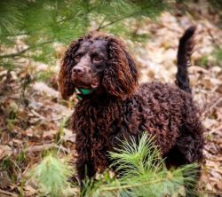 The American Water Spaniel can rightfully be considered the first versatile hunting dog first br ...
