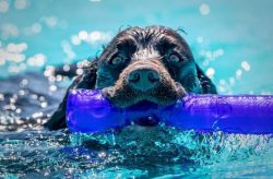 Water is the element that makes American Water Spaniel feel like a fish. From the water surface, ...