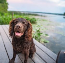 The American Water Spaniel is the pride and heritage of America, and especially the state of Wis ...