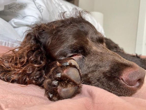 In 1949, the American Water Spaniel was recognized by the American Kennel Club. Unfortunately, t ...