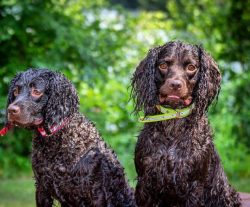 For a long time, Americans have used the American Water Spaniel as a hunting assistant and as a  ...