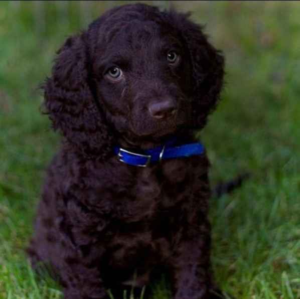 American Water Spaniel with excellent working abilities, he will enjoy fulfilling your commands  ...